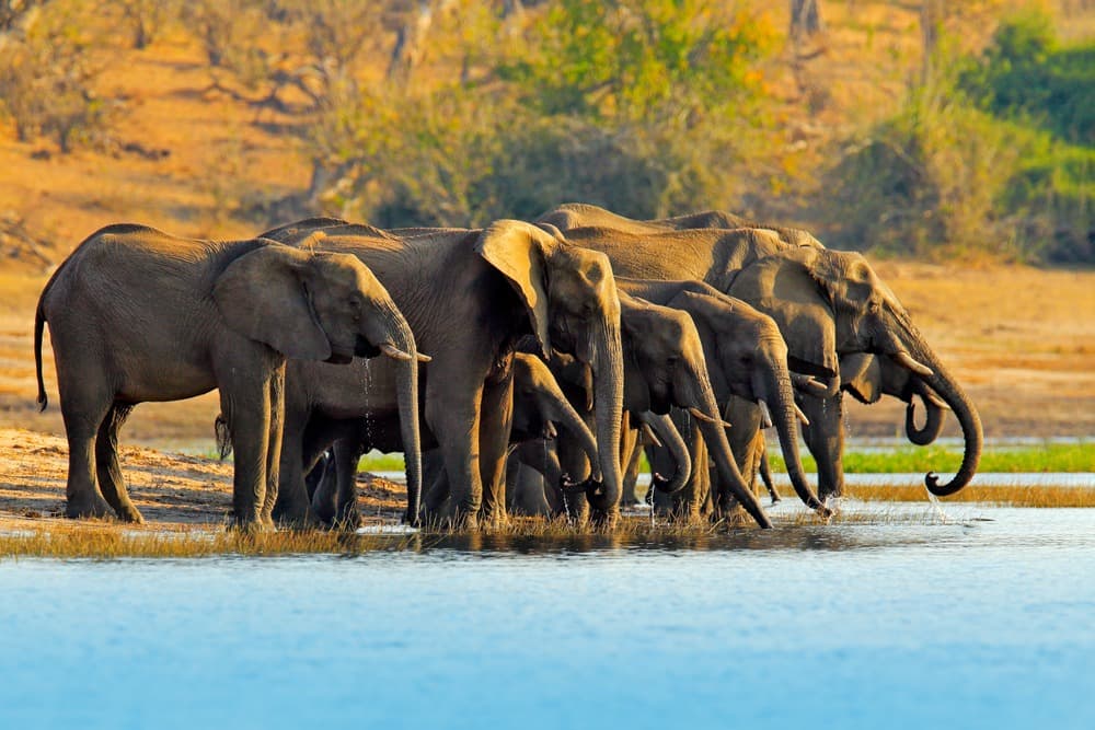 Chobe National Park