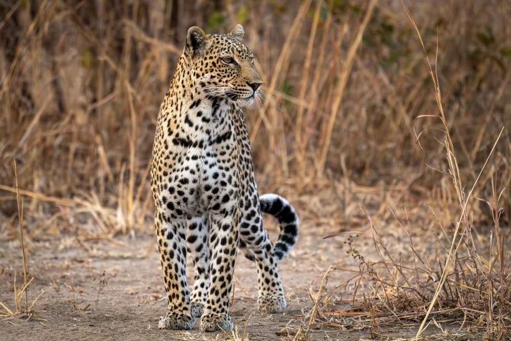 South Luangwa National Park