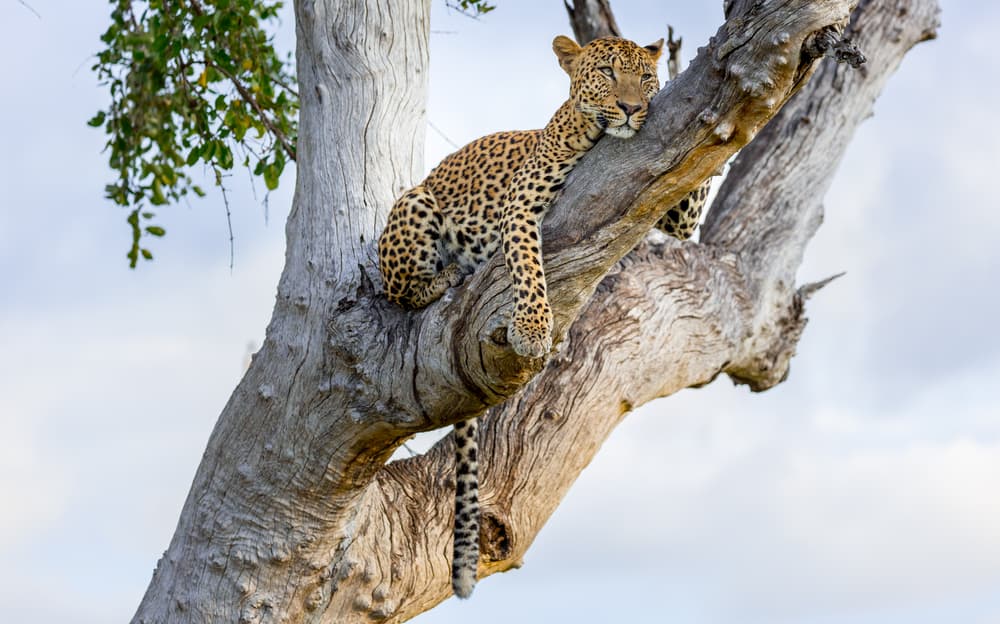 South Luangwa National Park