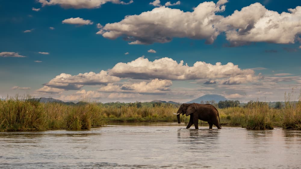 Lower Zambezi National Park